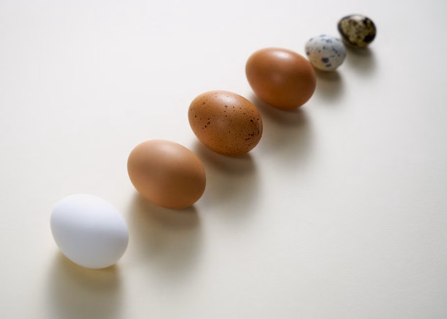 A variety of eggs in a row, highlighting diversity in color and size on a light background.